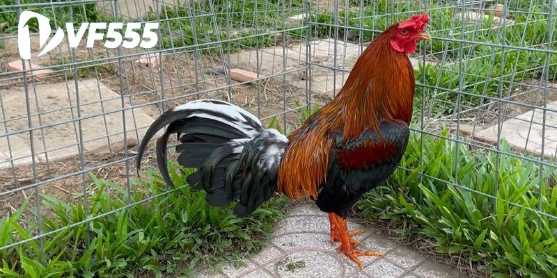 Kinh nghiệm cần có để tham gia chọi gà cựa dao